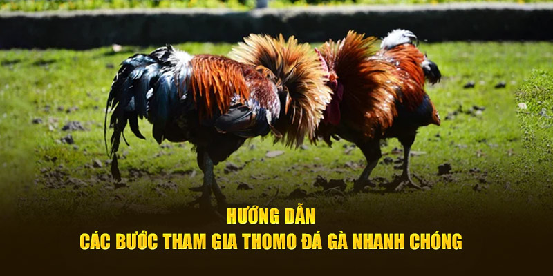 Hướng dẫn các bước tham gia Thomo đá gà nhanh chóng