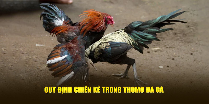 Quy định chiến kê trong Thomo đá gà